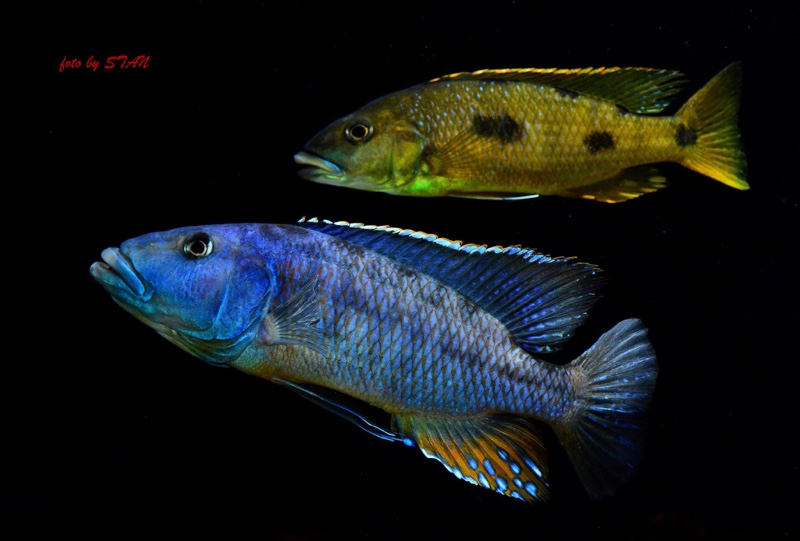 Tyrannochromis macrostoma